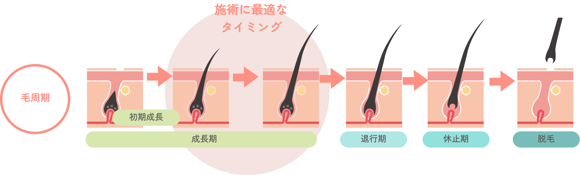 毛周期の説明画像